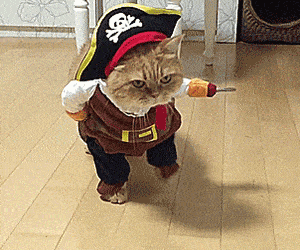 Growth Hacking Cat